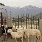 ضان للبيع