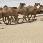 ذود صفر طيبه ( تم البيع )