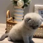 قطه كيتن هجين نادر جميله جد ا
