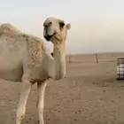 قعود تمامي طيب