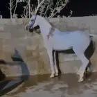 مطلوب حصان شعبي سبوق وسليم وطبعه زين
