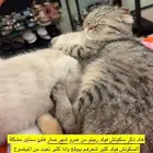 قط سكوتش فولد