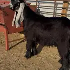 تيس عارضي صنف