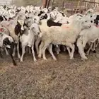 طليان سواكن دمازين