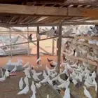 حمام فرنسي للبيع