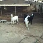 تيوس مقفله شحم