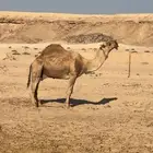 ابل للبيع لقحات 7 وظرايب 5 وبعير منتج