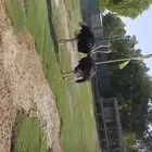 طيور الجمل الافريقي