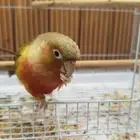 كنيور اناناس هدد