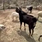 تيس فحل قارح