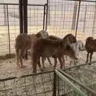 طليان تربية ذبايح سواكني