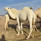 بكره بنت حشار بعير الرويس