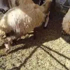 رخال
