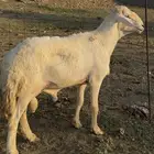 خروف حري فحل صنف