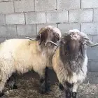 فحول نعيم صنف
