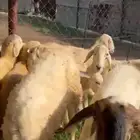 ضان