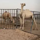 قعود صاهودي