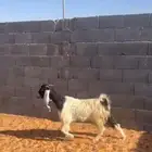 عنز ثنيه مضرع