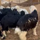 خروف نجدي خرفان نجد ذبائح نجد