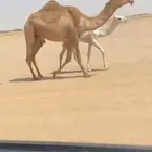 بكر رباع