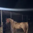 حصان شيخ بدايه عسف