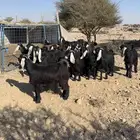 جفار عوارض دفيع