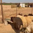 خرفان نعيم
