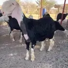 طلي نجدي صنف الصنف