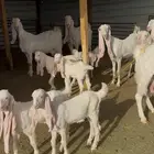 معزا بيض فاخرة
