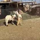 طلي ورخل سواكن تم البيع