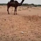 ضروبه مجهم كفو للبيع