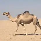 لقحه مشروطه