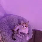 قطه للتبني العاجل. جدا. لعدم التفرغ
