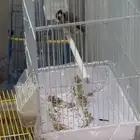 حسون سوري