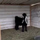 تيس فحل عارضي