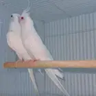 زوج البينو عيون حمراء معه 3 بيضات