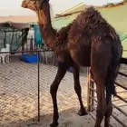 قعود 7 شهور تقريبا