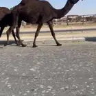 ثنو لقحه ديده طيب وشكلها طيب ولقحه على بعير طيب