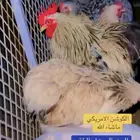 بيض مخصب لدجاج الكوشن الامريكي