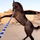 حصان