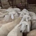 ضان للبيع