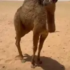 خلفه بكر
