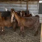 عوارض حمر دفيع شرط