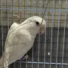 عصفورتي ضايعه بالمدينة المنورة الهجرة ابوبريقاء