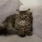 قطة شيرازي للتبني