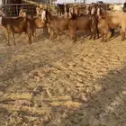 تم البيع. ماعز مصريات