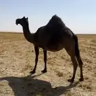 لقحات خوات طيبه