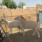 رباع وتامه حيل