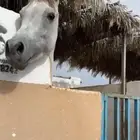 حصان واهو
