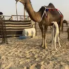 للبيع خلفه كفو ثنو او ثالث